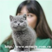 ���ؼ���è�䣬�ոճ��ѵ�С��è��һ����һ������